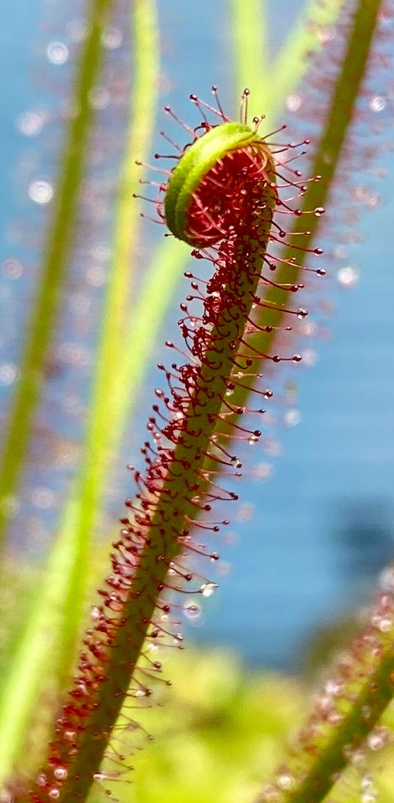 Drosera filiformis