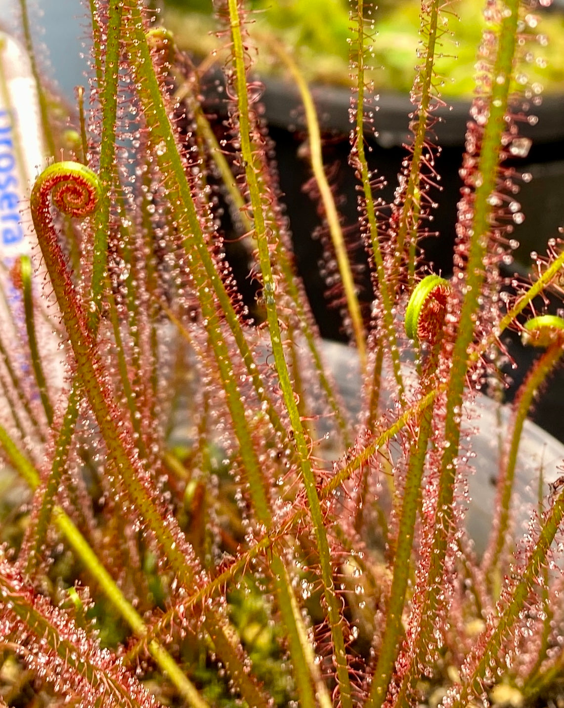 Drosera filiformis