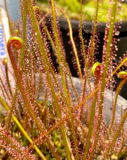 Drosera filiformis