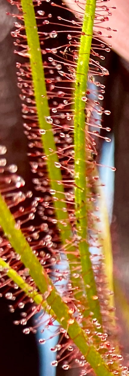 Drosera filiformis