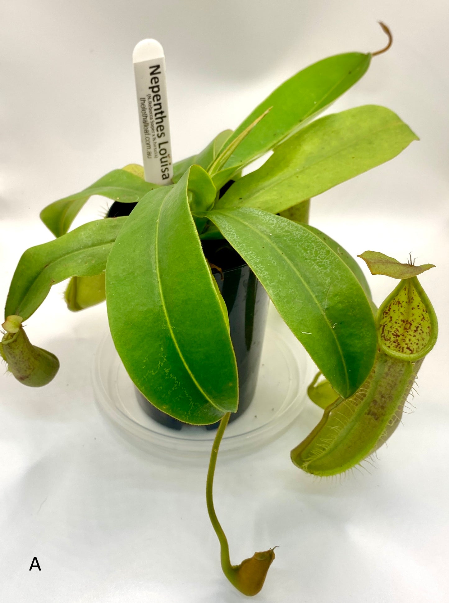 Nepenthes Louisa -  (N. Rebecca Soper x N. Hirsuta) - S/M
