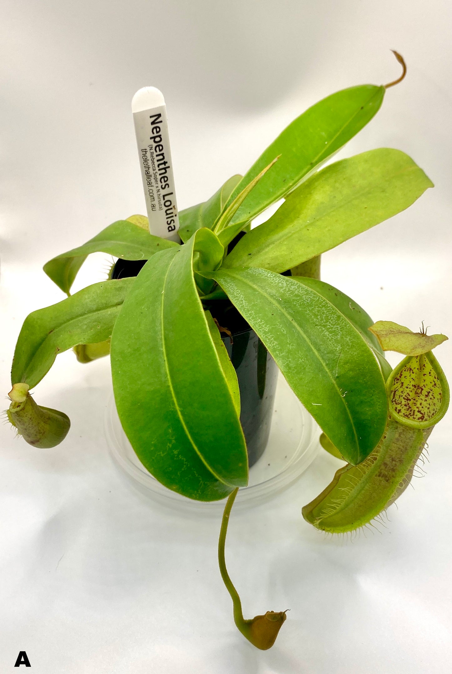 Nepenthes Louisa -  (N. Rebecca Soper x N. Hirsuta) - S/M