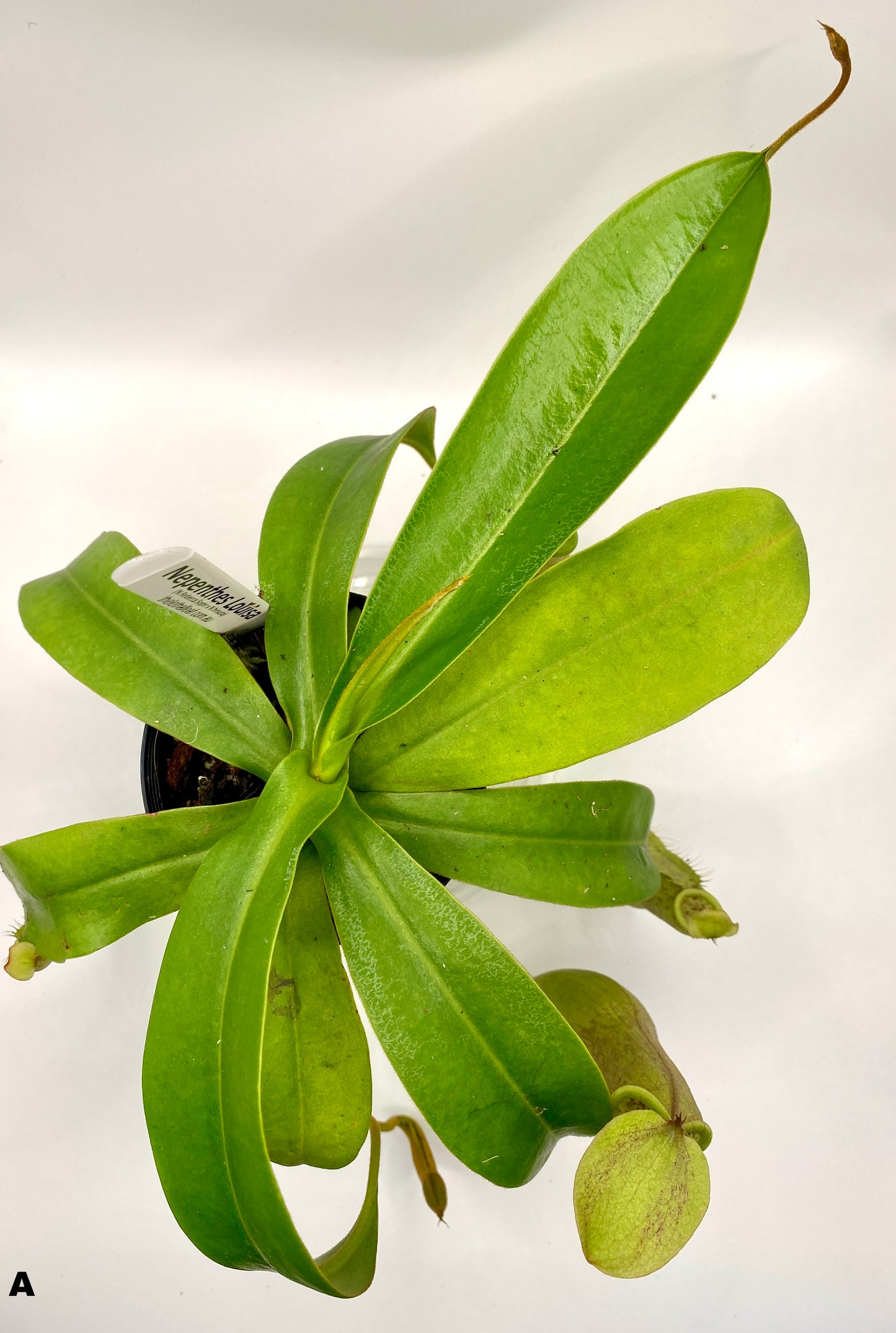 Nepenthes Louisa -  (N. Rebecca Soper x N. Hirsuta) - S/M