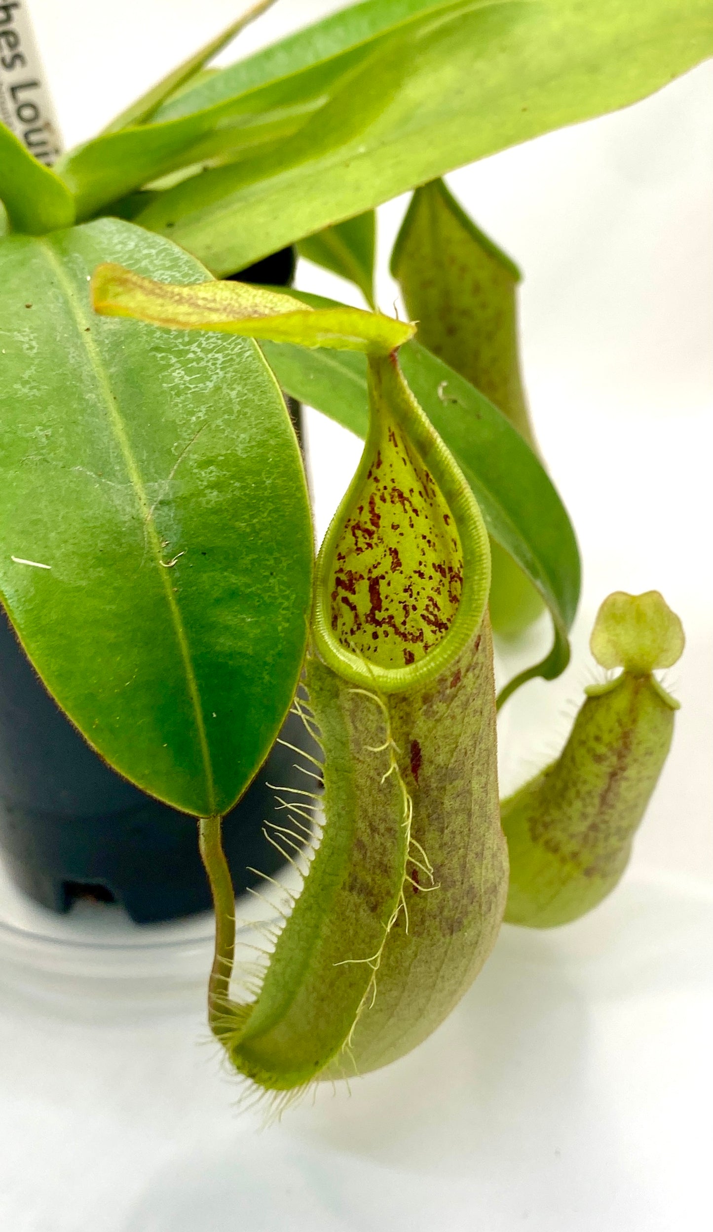Nepenthes Louisa -  (N. Rebecca Soper x N. Hirsuta) - S/M