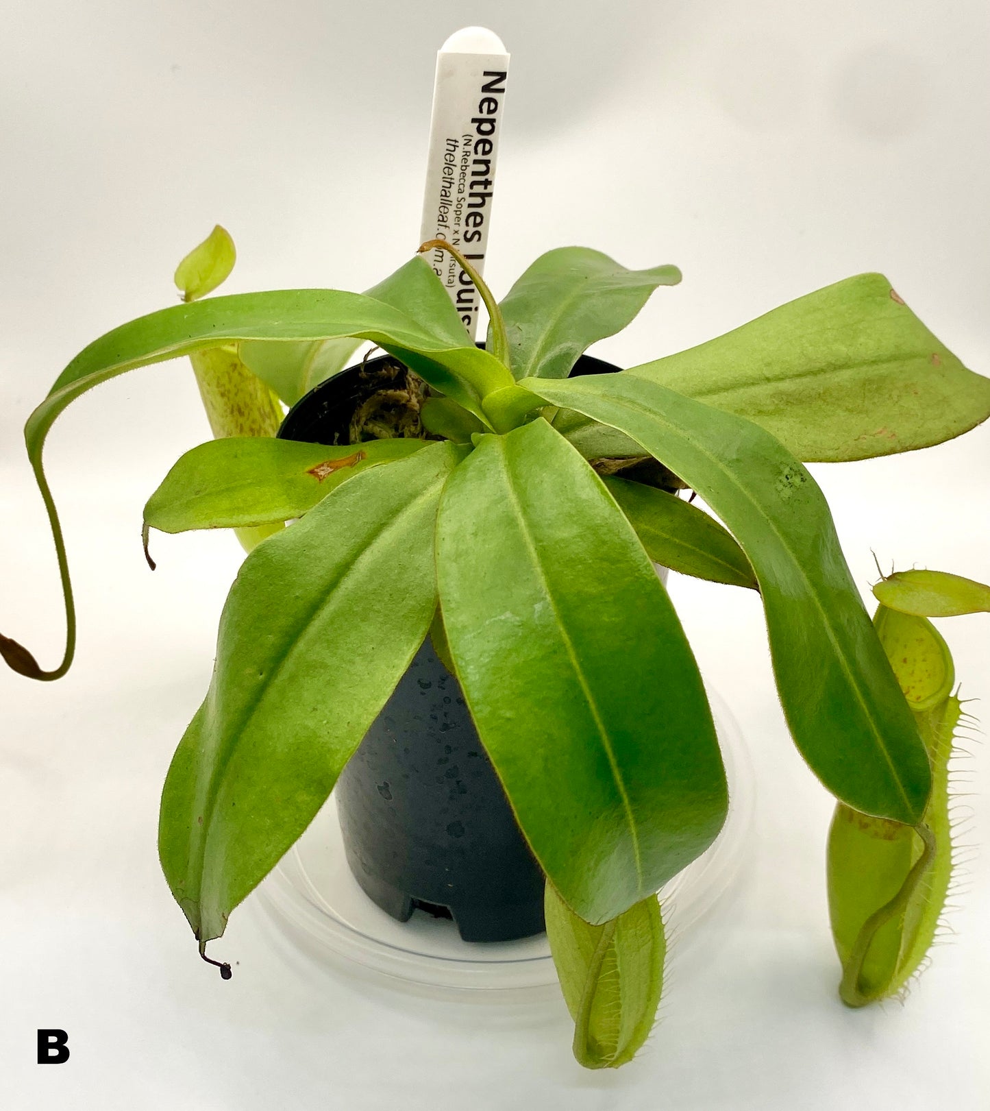 Nepenthes Louisa -  (N. Rebecca Soper x N. Hirsuta) - S/M