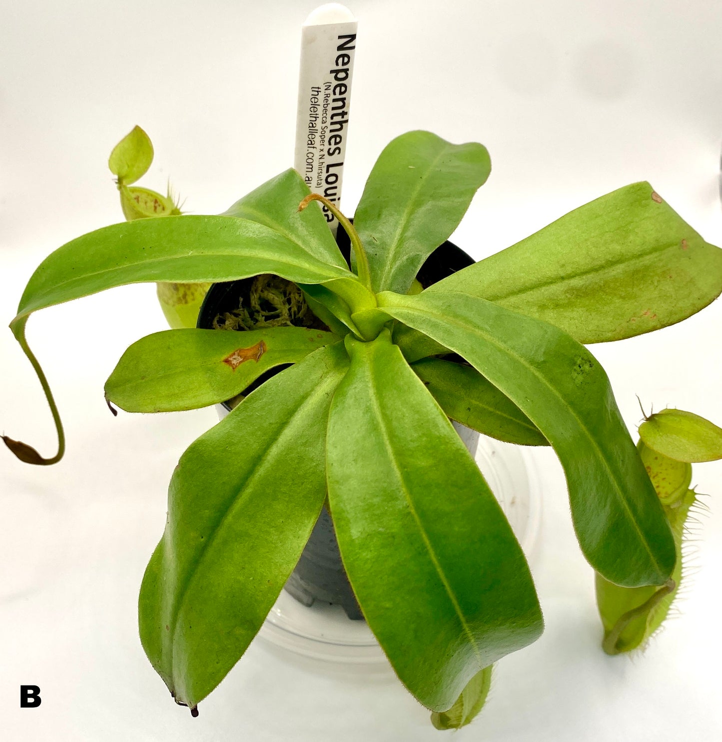 Nepenthes Louisa -  (N. Rebecca Soper x N. Hirsuta) - S/M