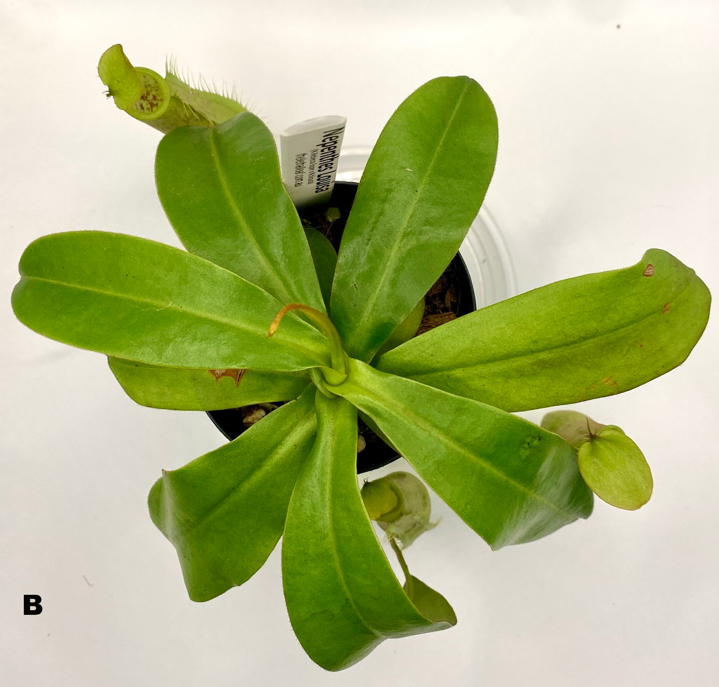 Nepenthes Louisa -  (N. Rebecca Soper x N. Hirsuta) - S/M