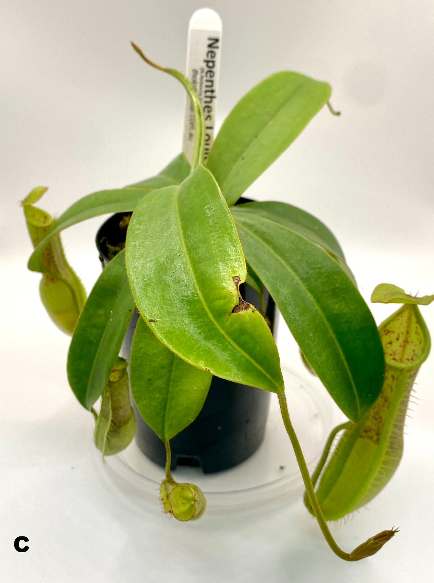 Nepenthes Louisa -  (N. Rebecca Soper x N. Hirsuta) - S/M