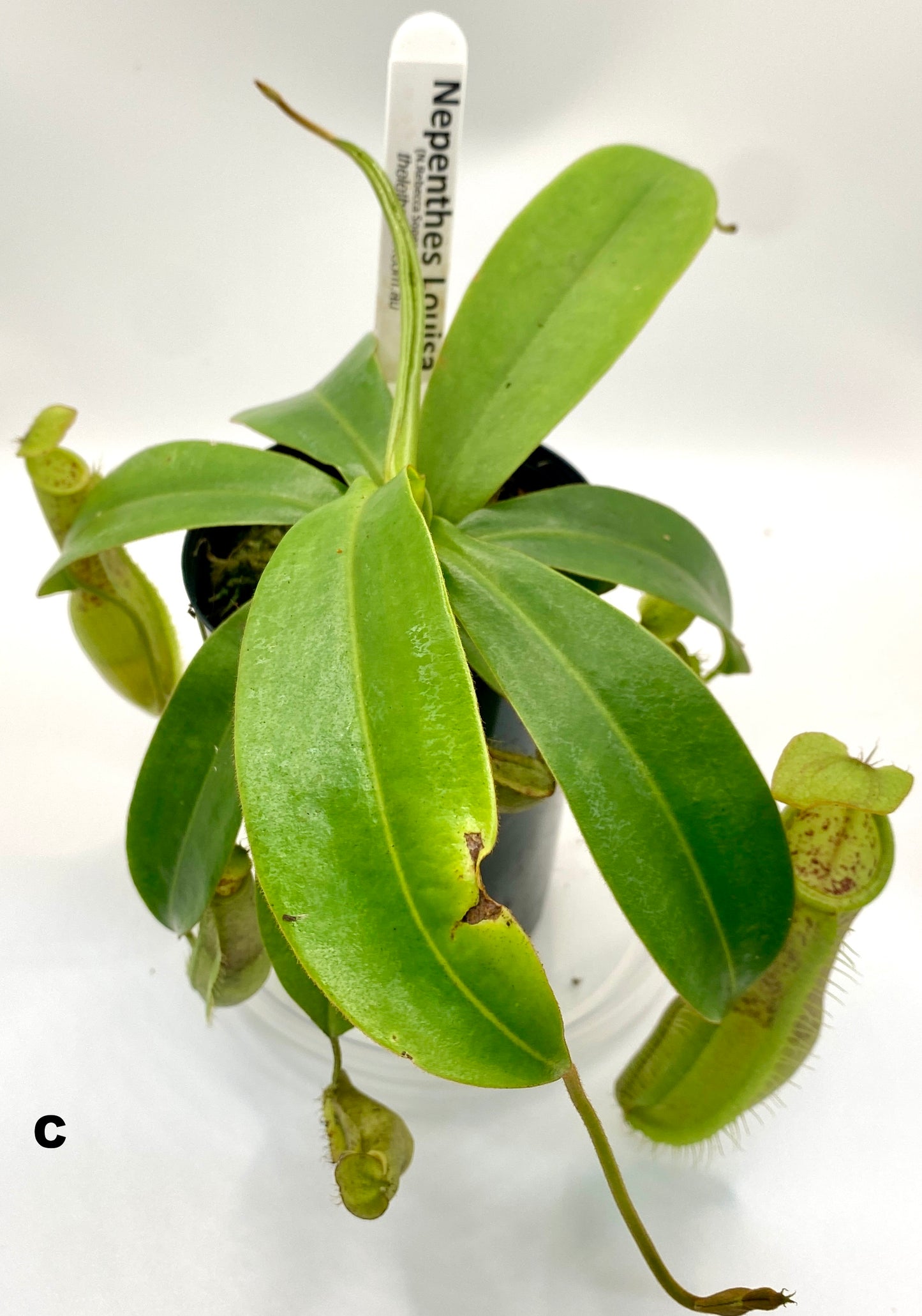 Nepenthes Louisa -  (N. Rebecca Soper x N. Hirsuta) - S/M