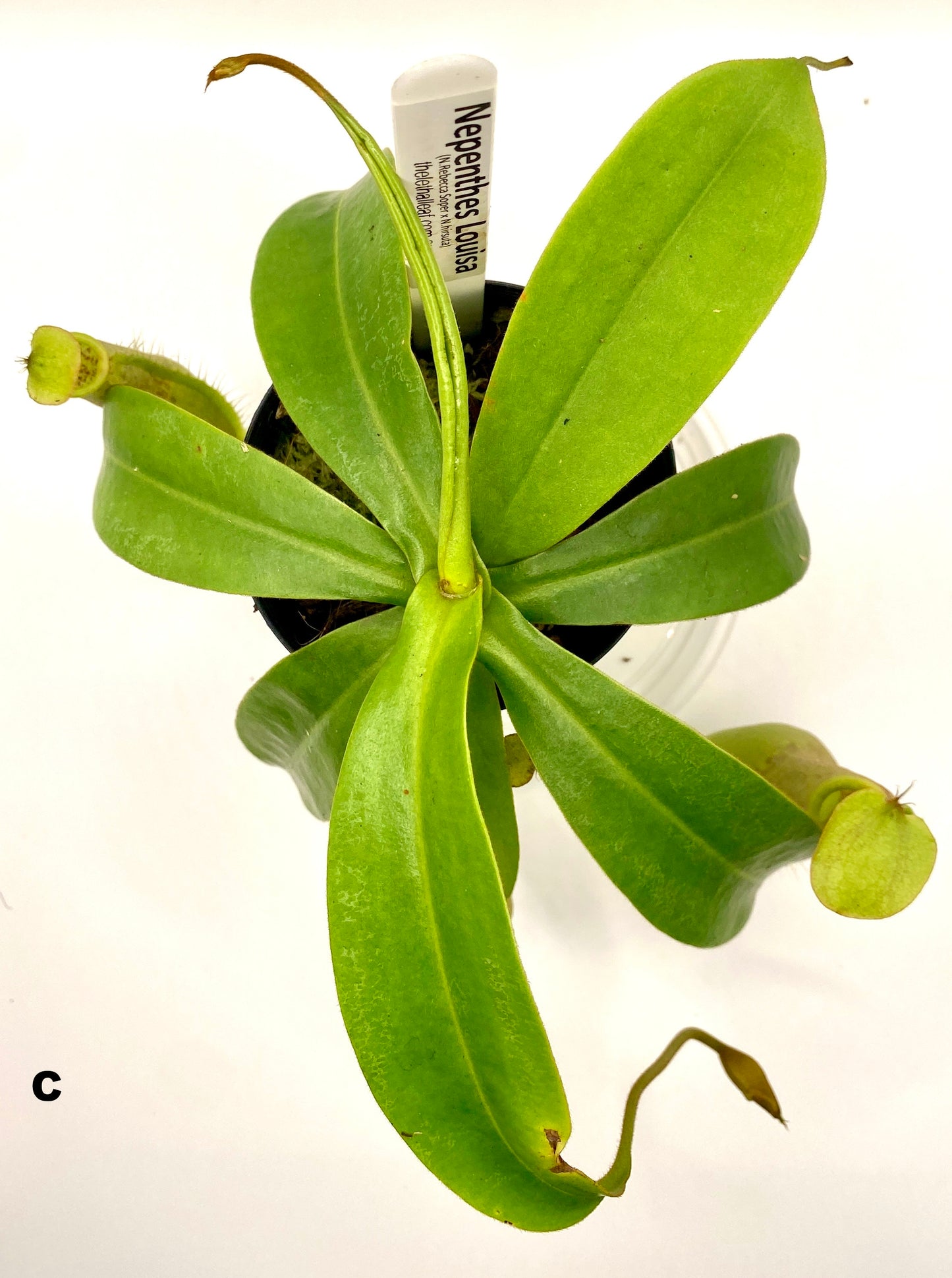 Nepenthes Louisa -  (N. Rebecca Soper x N. Hirsuta) - S/M