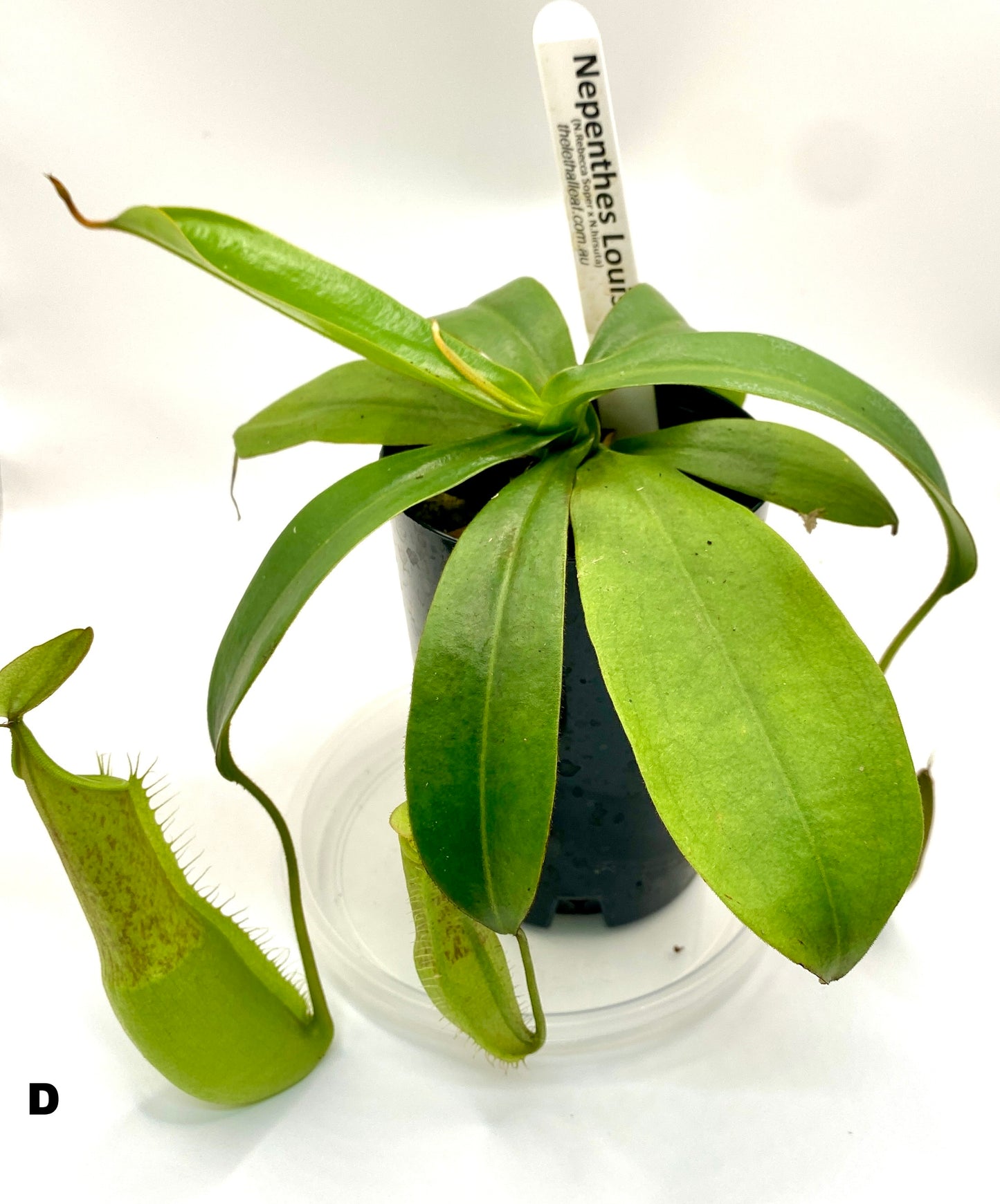 Nepenthes Louisa -  (N. Rebecca Soper x N. Hirsuta) - S/M