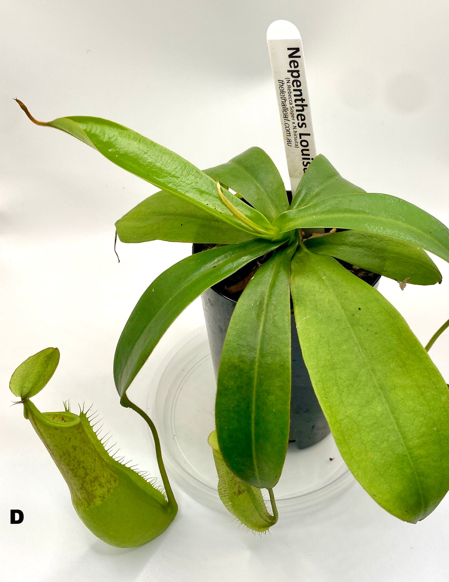Nepenthes Louisa -  (N. Rebecca Soper x N. Hirsuta) - S/M