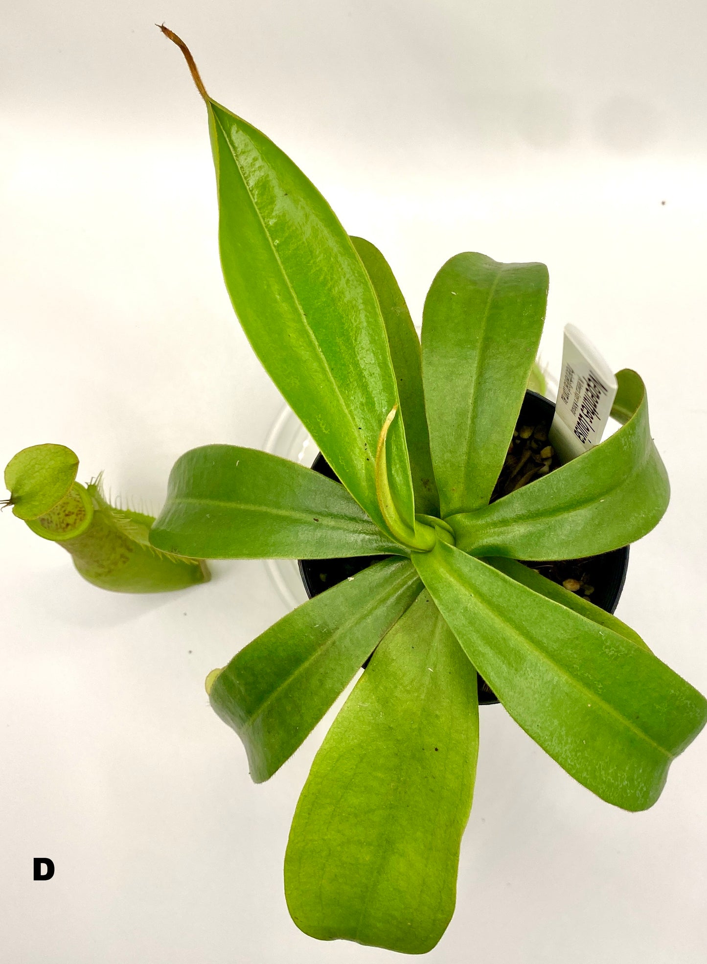 Nepenthes Louisa -  (N. Rebecca Soper x N. Hirsuta) - S/M