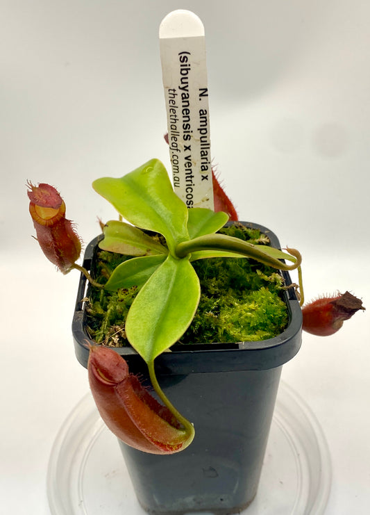 Nepenthes ampullaria x (sibuyanensis x ventricosa) - S