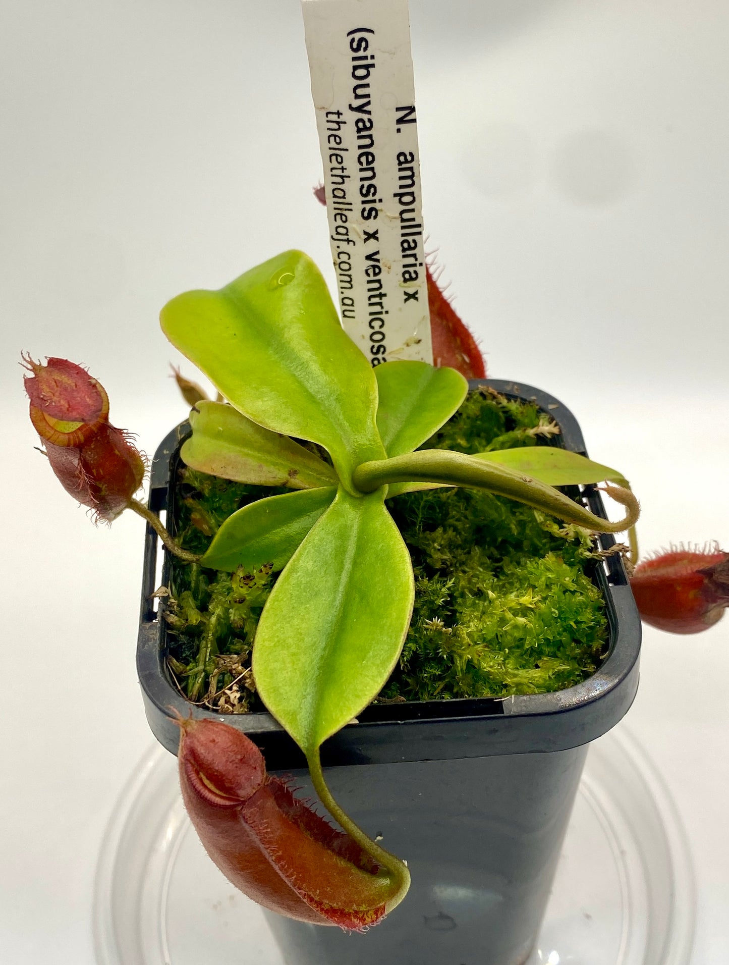 Nepenthes ampullaria x (sibuyanensis x ventricosa) - S
