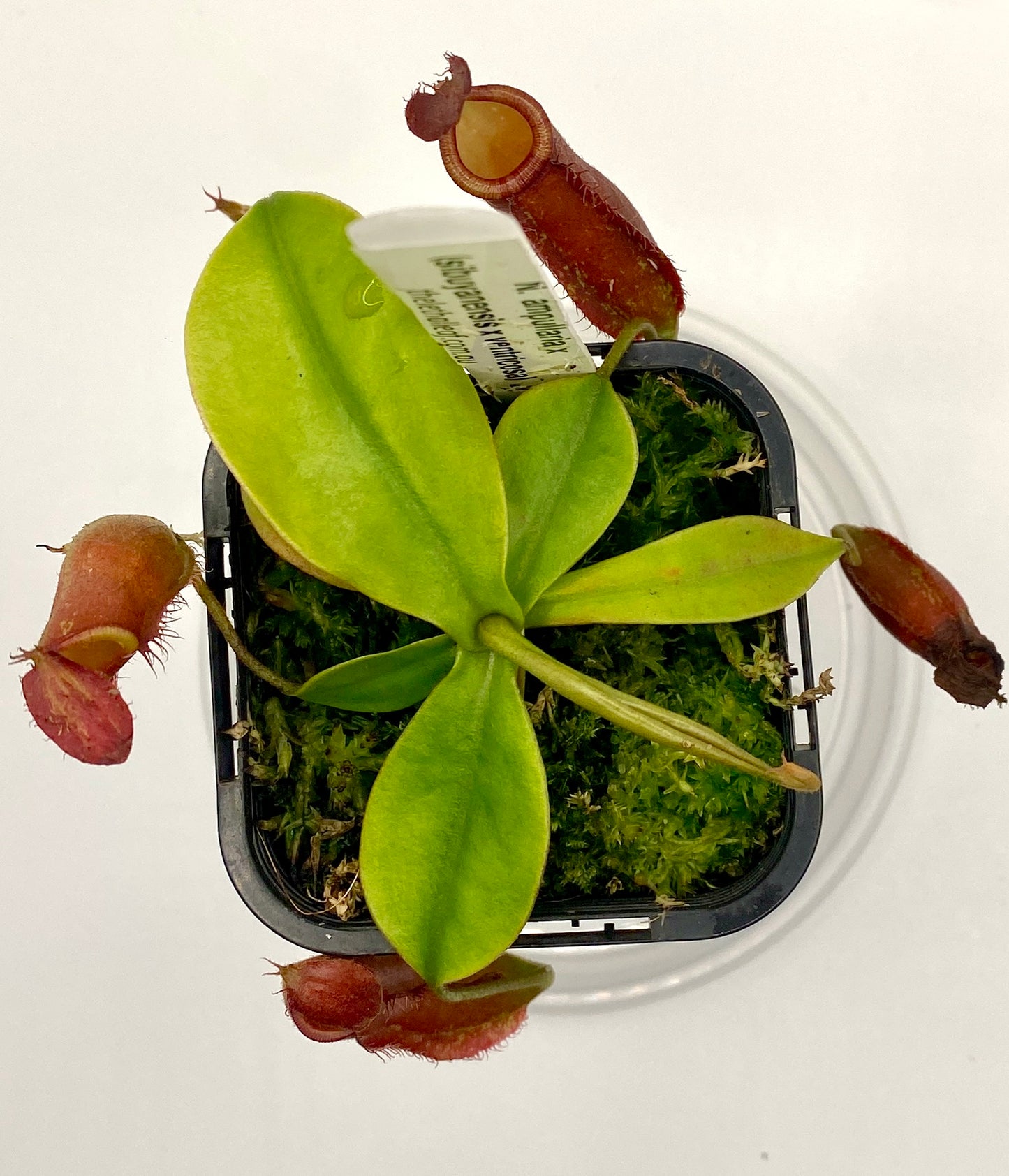 Nepenthes ampullaria x (sibuyanensis x ventricosa) - S
