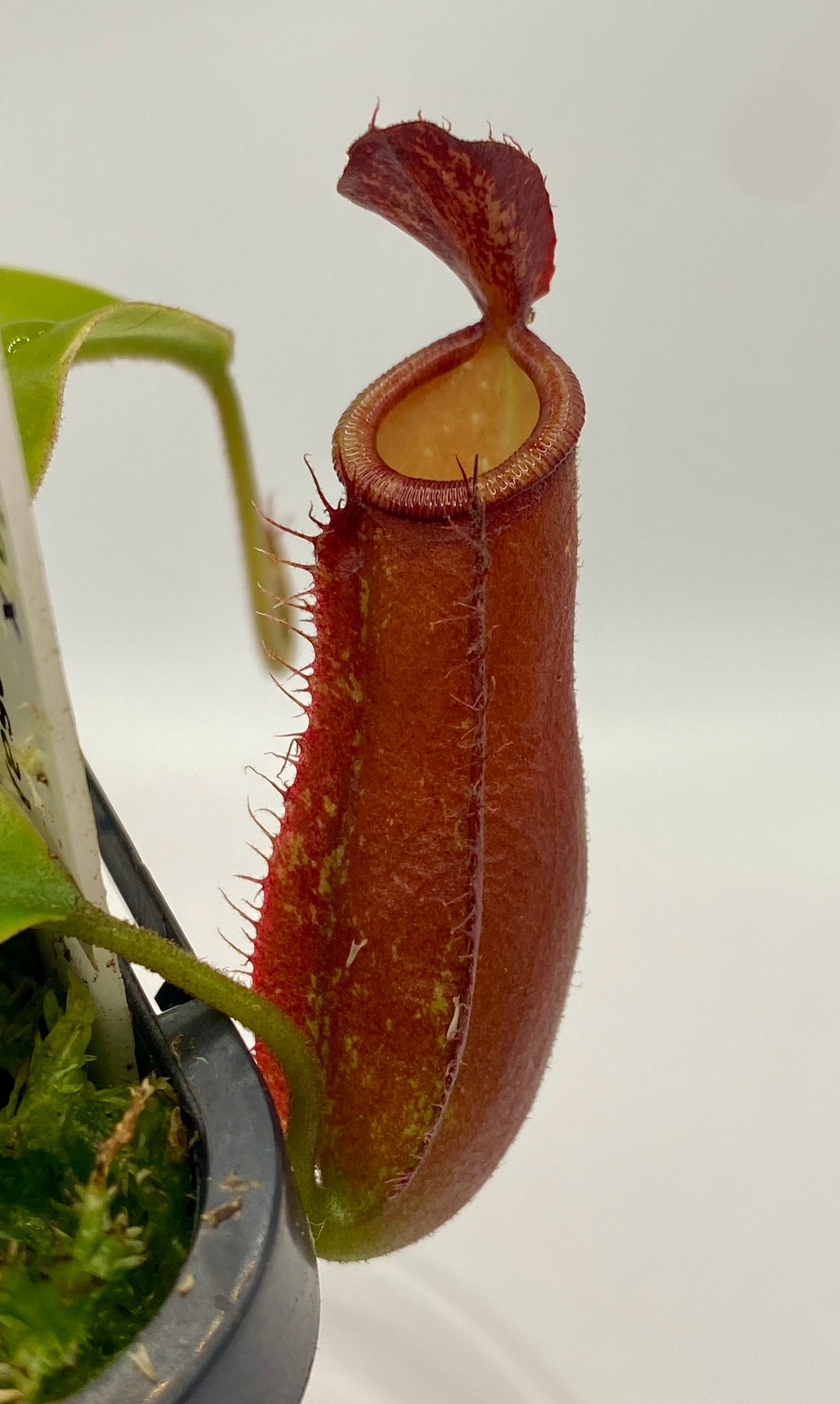 Nepenthes ampullaria x (sibuyanensis x ventricosa) - S