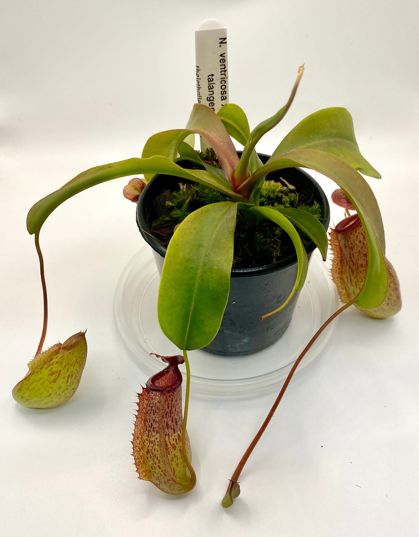 Nepenthes ventricosa x (maxima x talangensis) - S/M