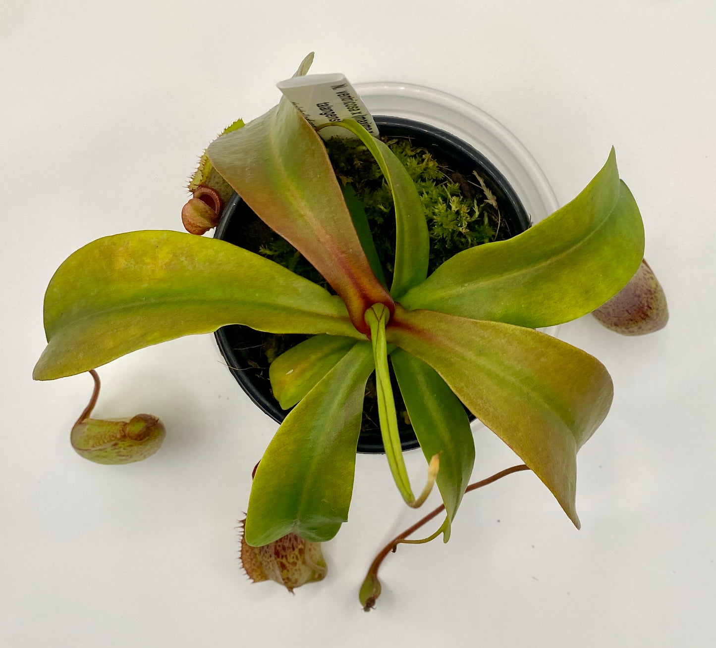 Nepenthes ventricosa x (maxima x talangensis) - S/M