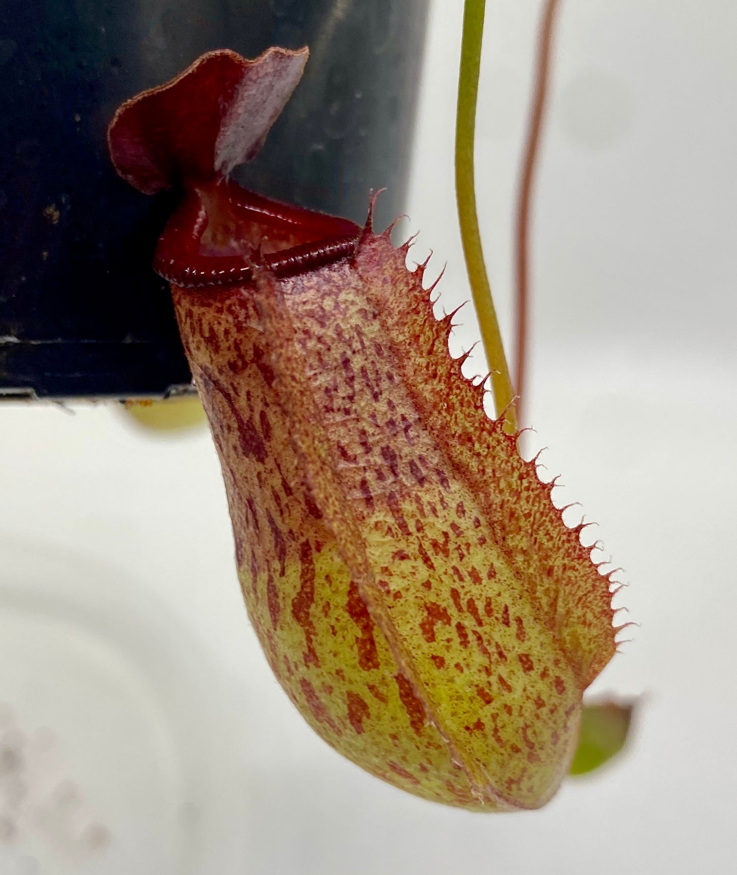 Nepenthes ventricosa x (maxima x talangensis) - S/M