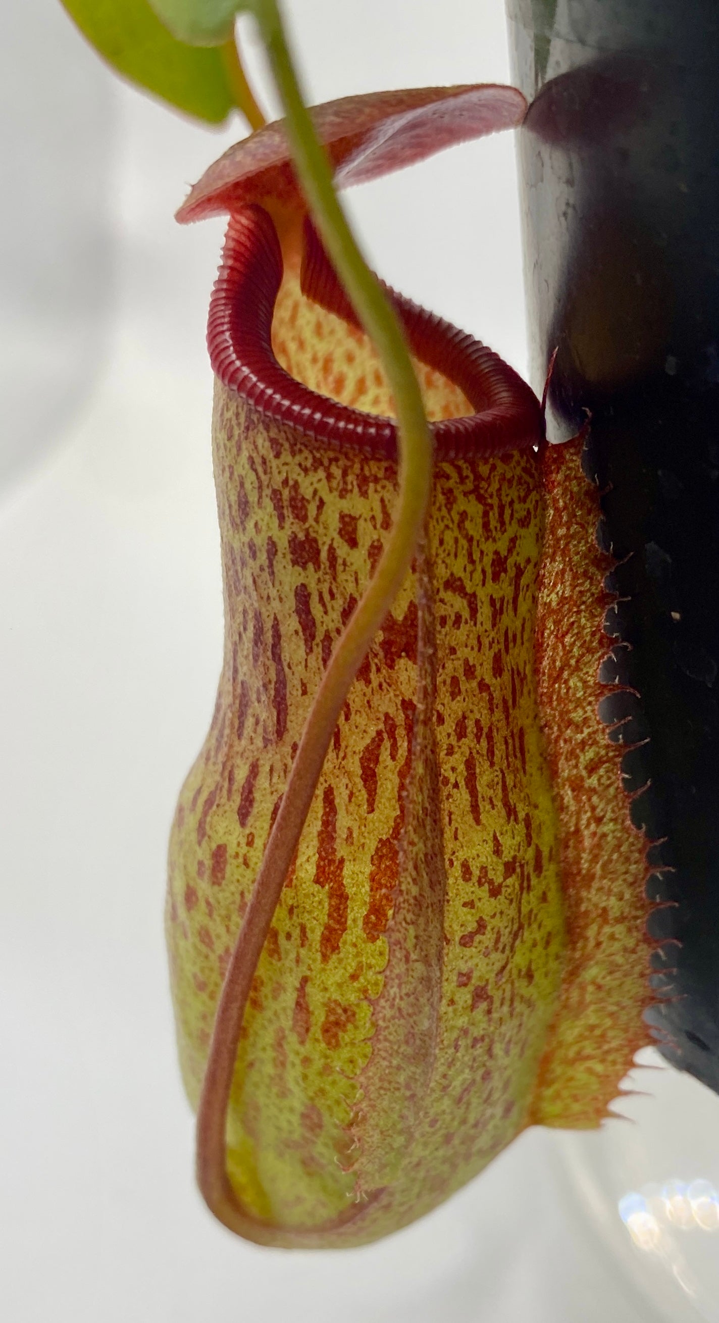 Nepenthes ventricosa x (maxima x talangensis) - S/M