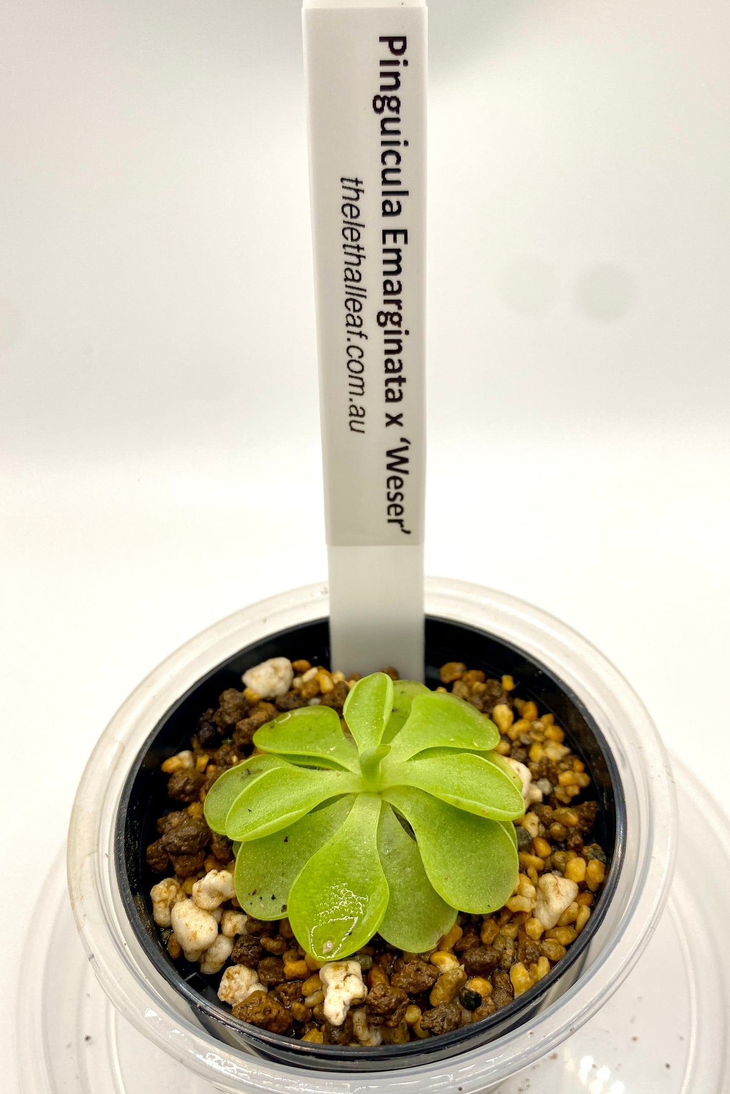 Pinguicula - emarginata x 'Weser'