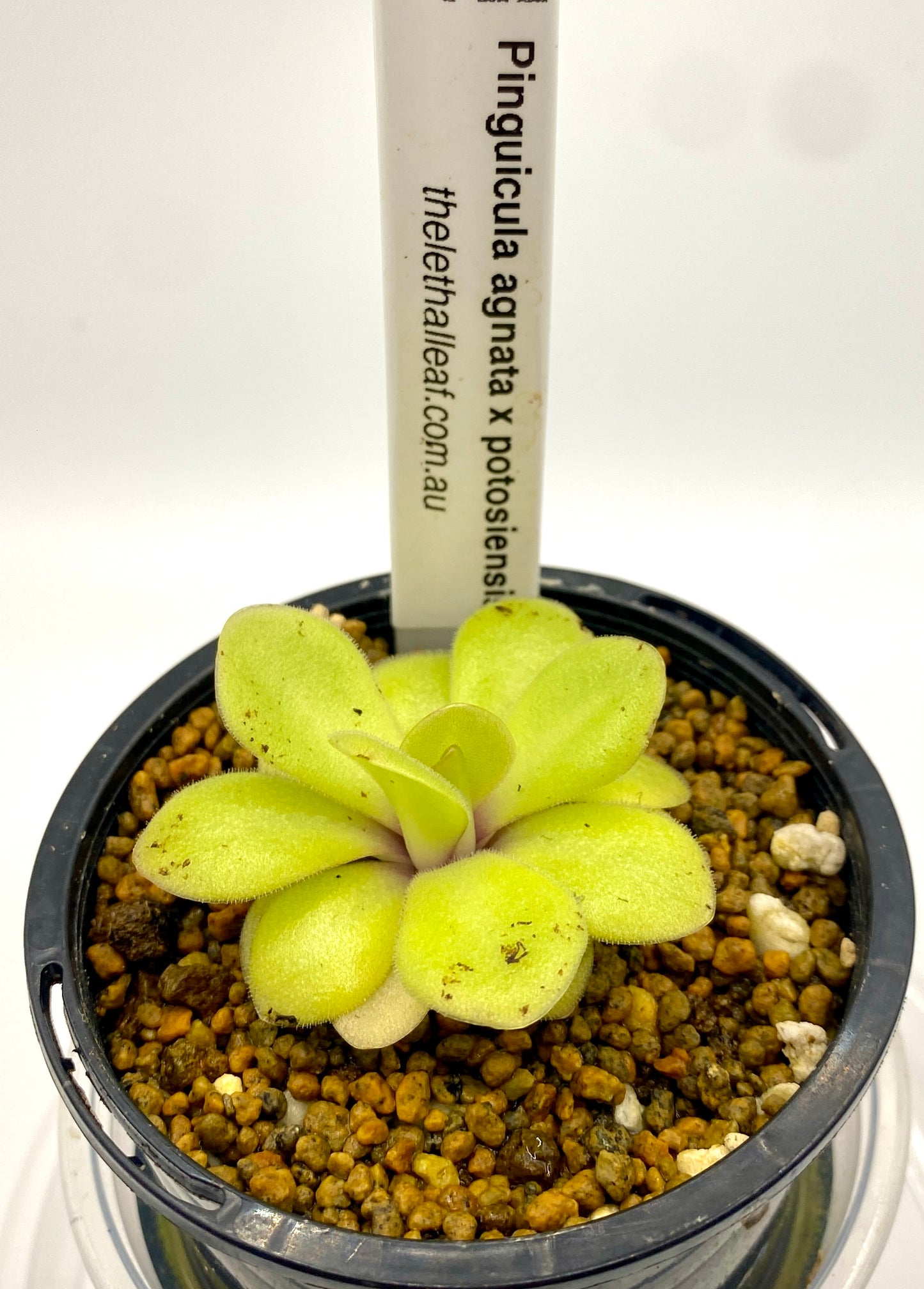 Pinguicula - agnata x potosiensis