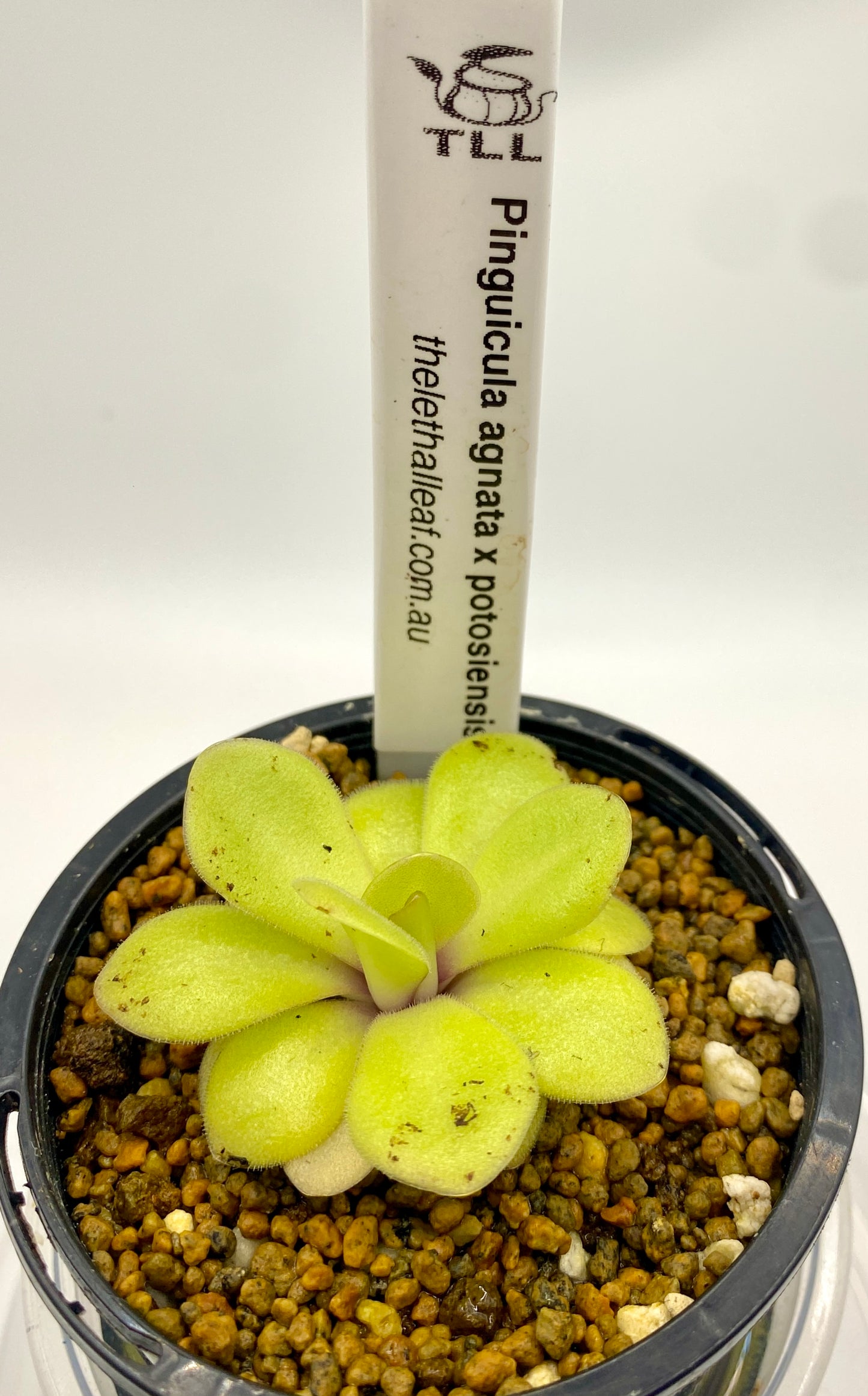 Pinguicula - agnata x potosiensis
