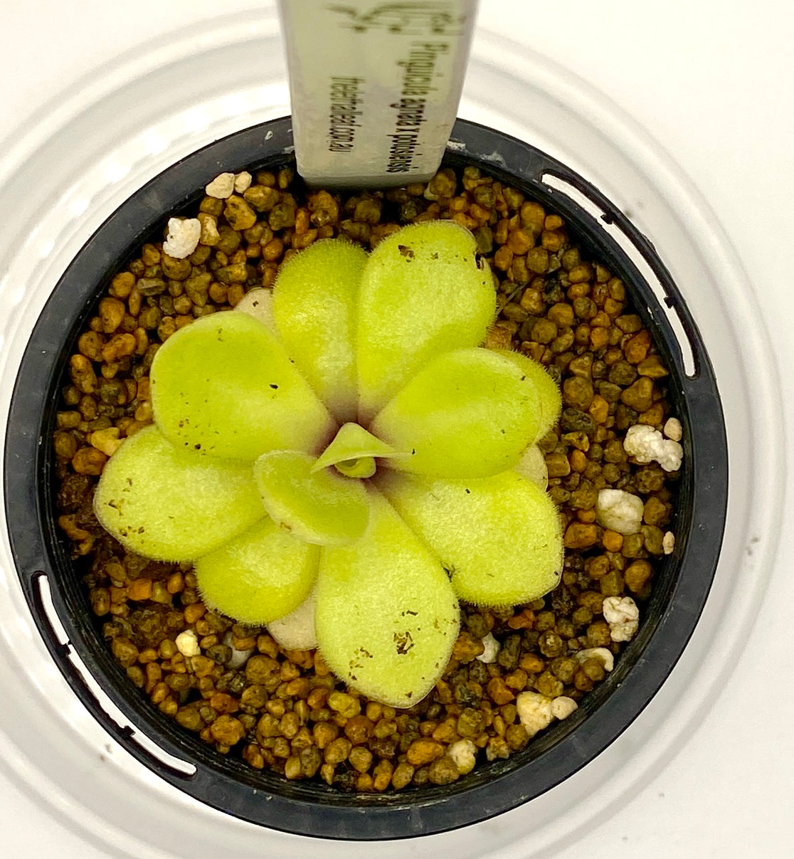 Pinguicula - agnata x potosiensis