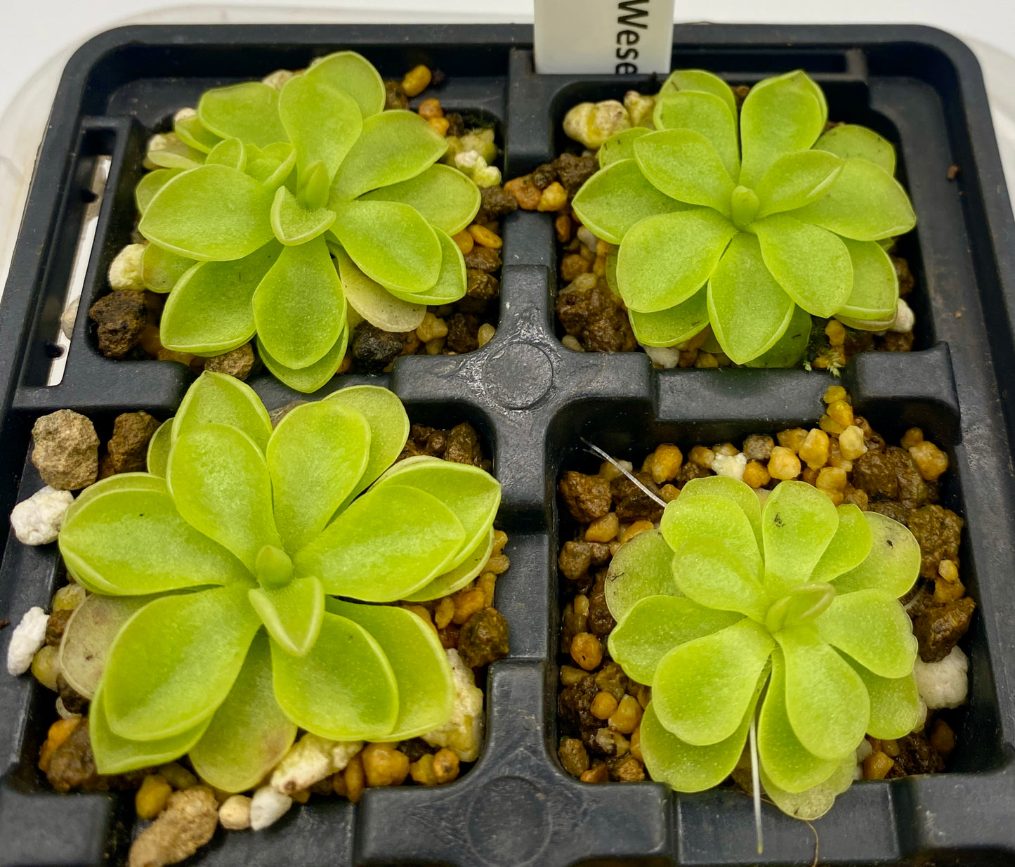 Pinguicula - emarginata x 'Weser'