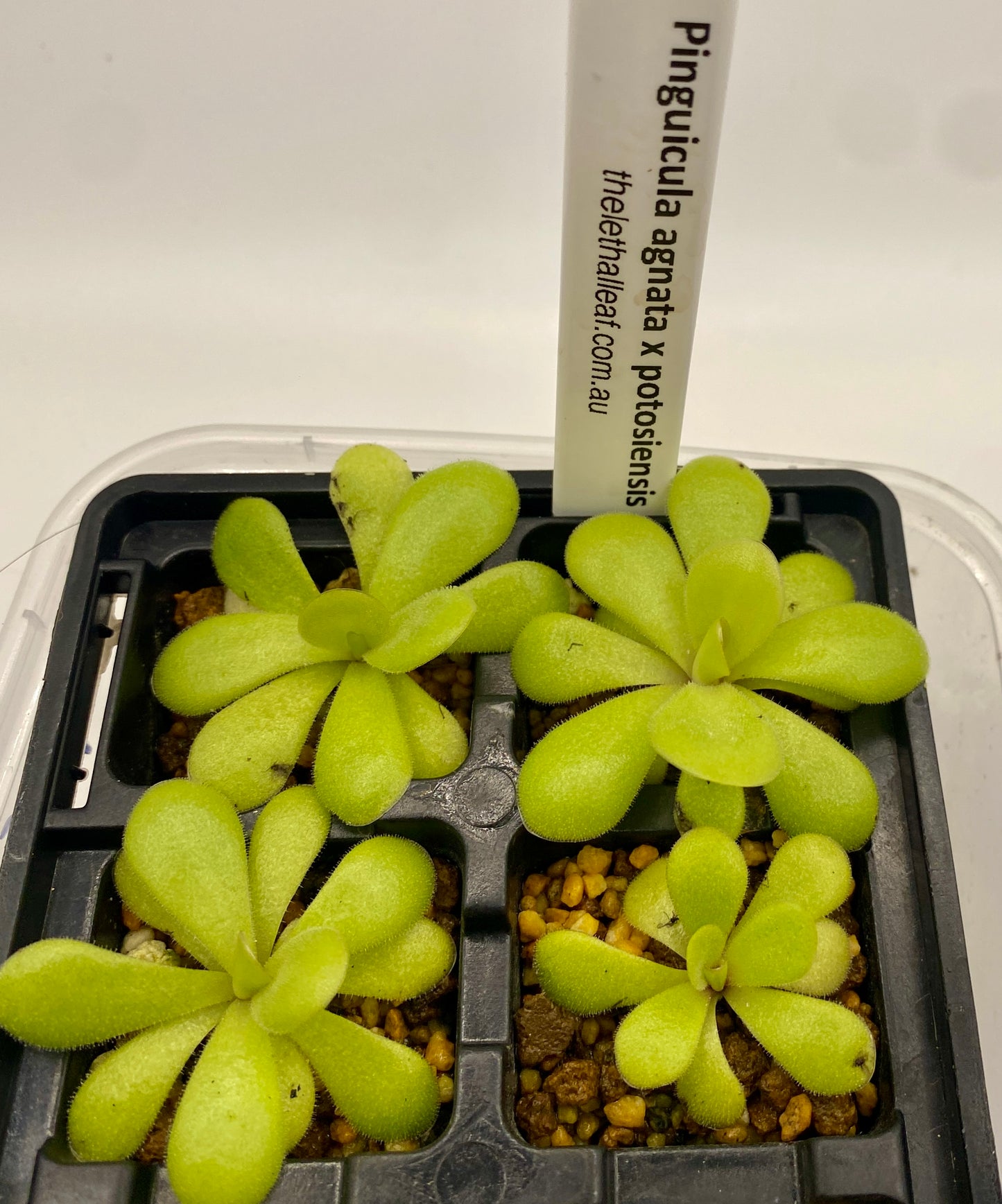 Pinguicula - agnata x potosiensis