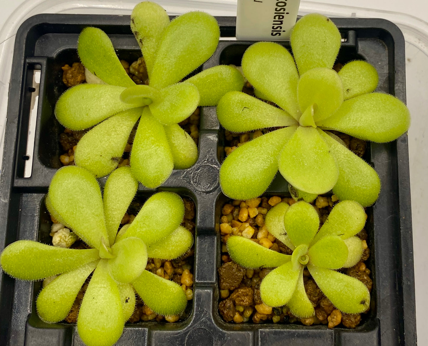 Pinguicula - agnata x potosiensis