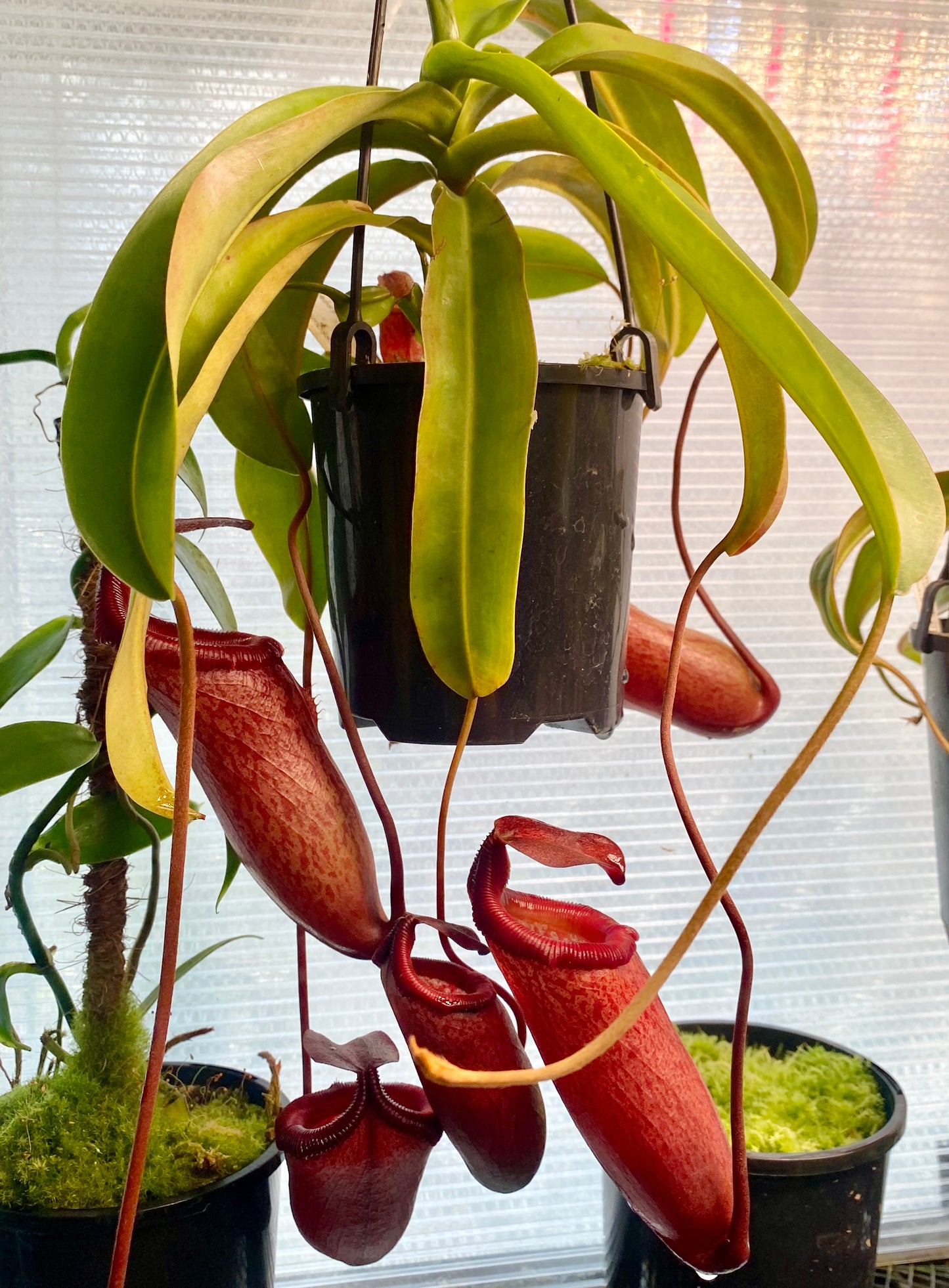 Nepenthes ventricosa x mira - S/M