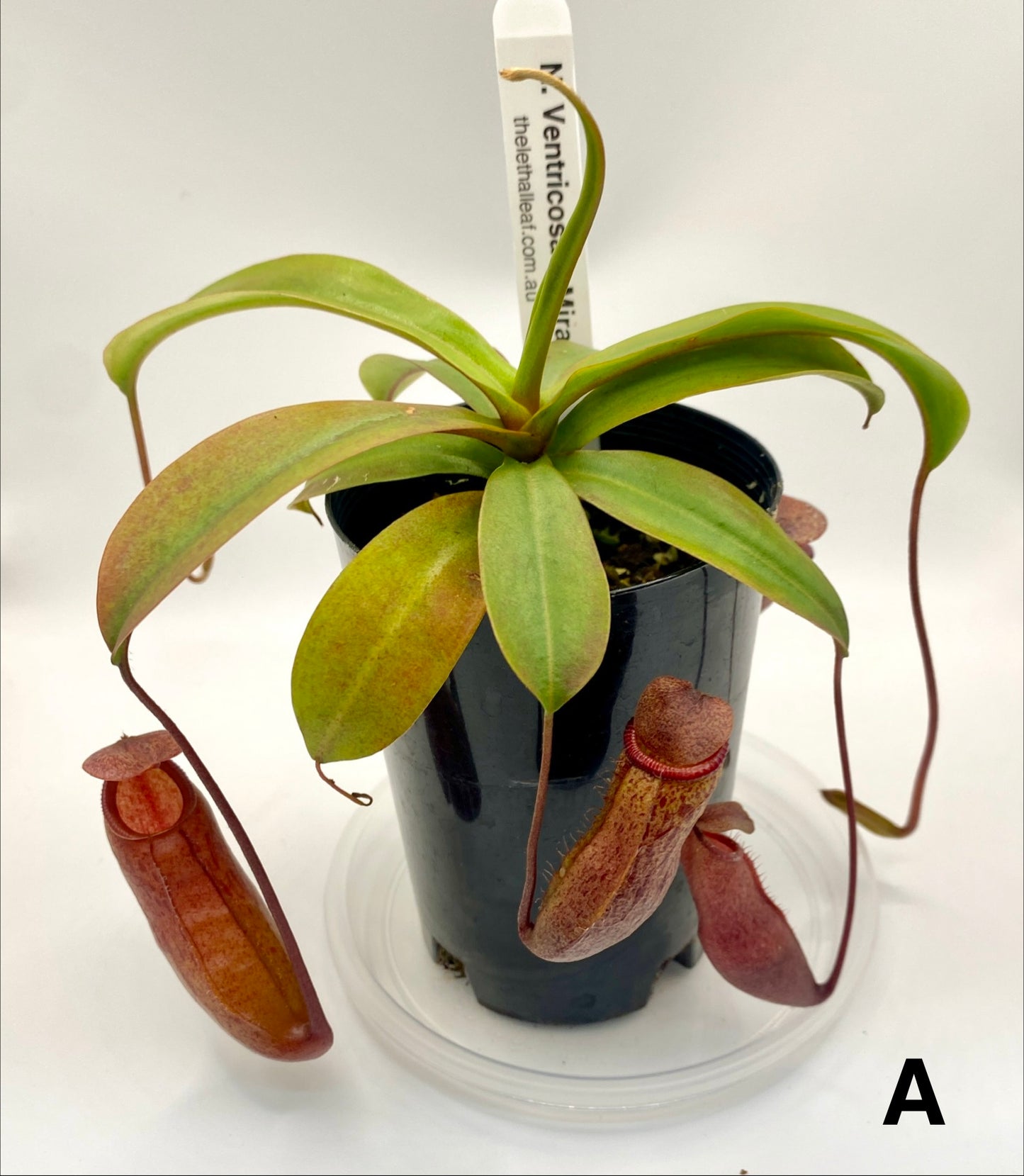 Nepenthes ventricosa x mira - S/M