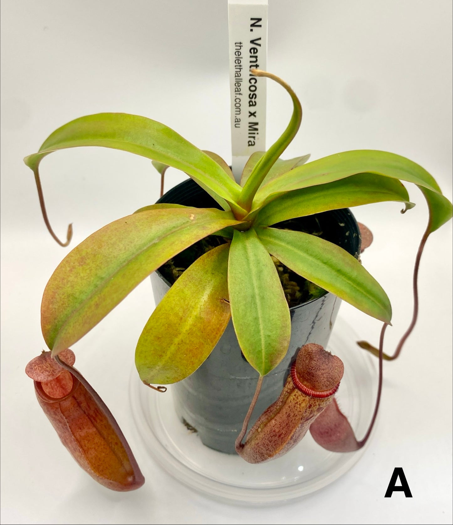 Nepenthes ventricosa x mira - S/M