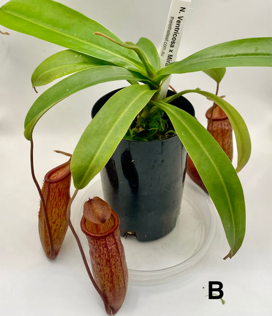 Nepenthes ventricosa x mira - S/M