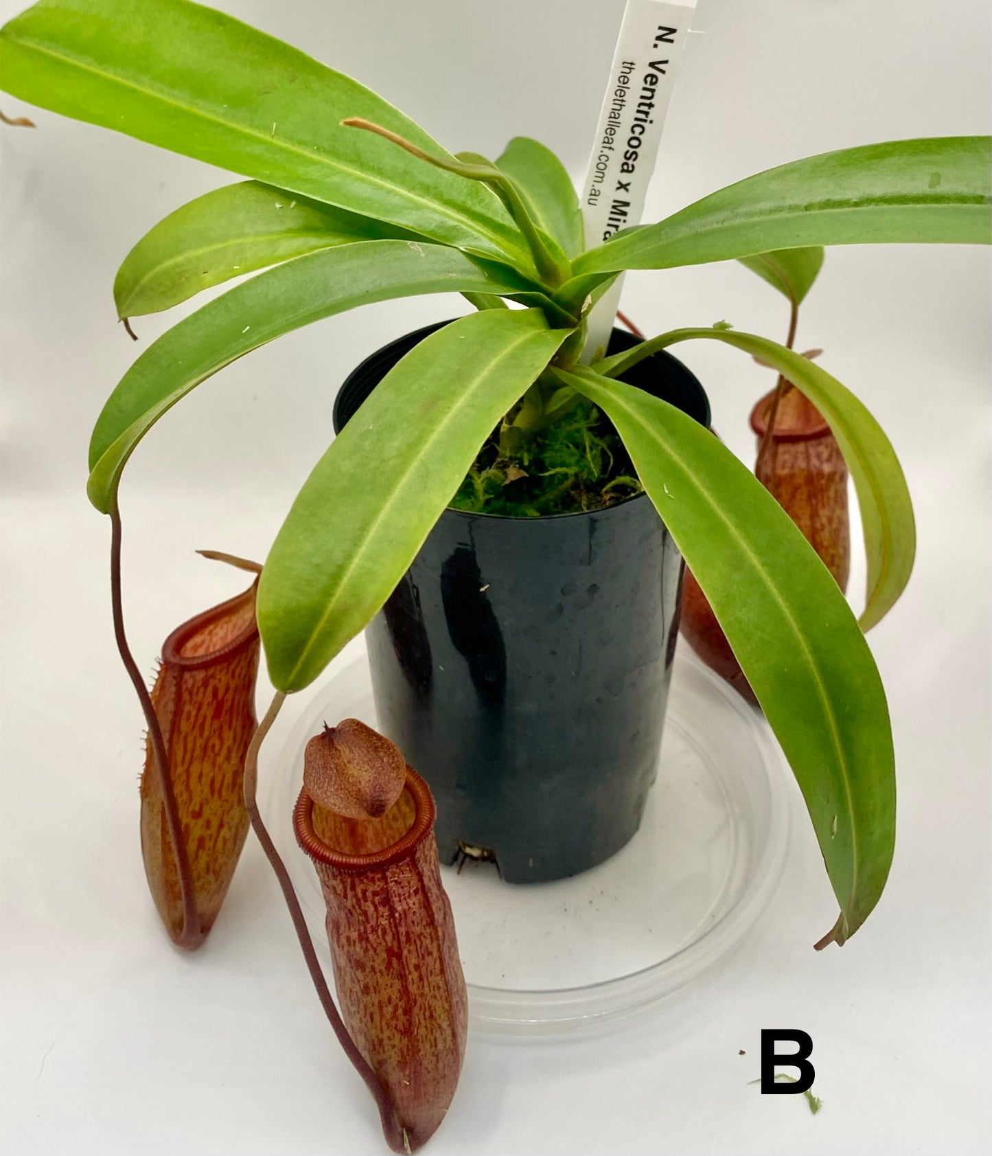 Nepenthes ventricosa x mira - S/M