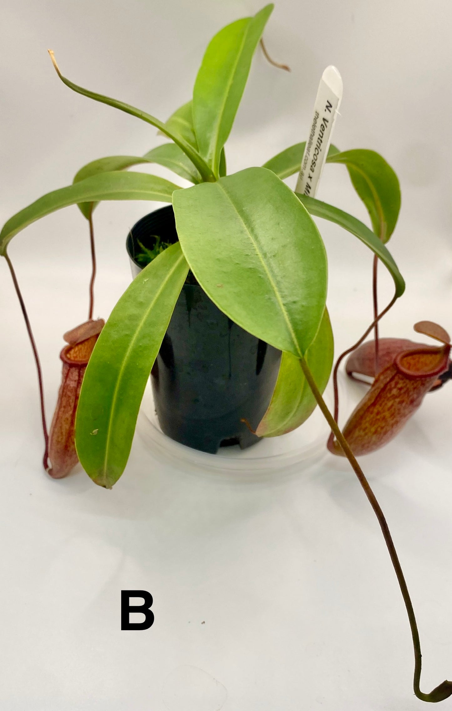 Nepenthes ventricosa x mira - S/M