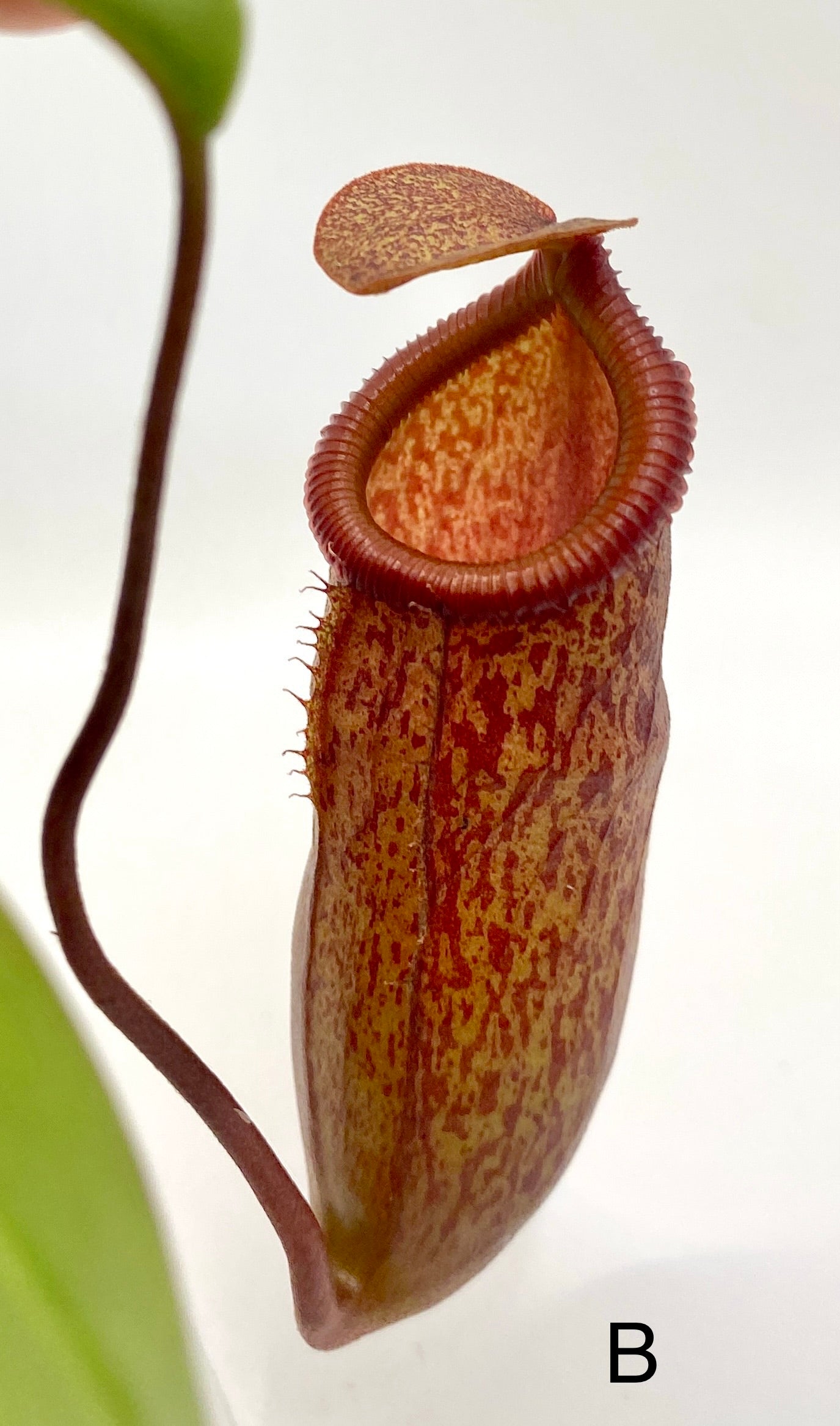 Nepenthes ventricosa x mira - S/M