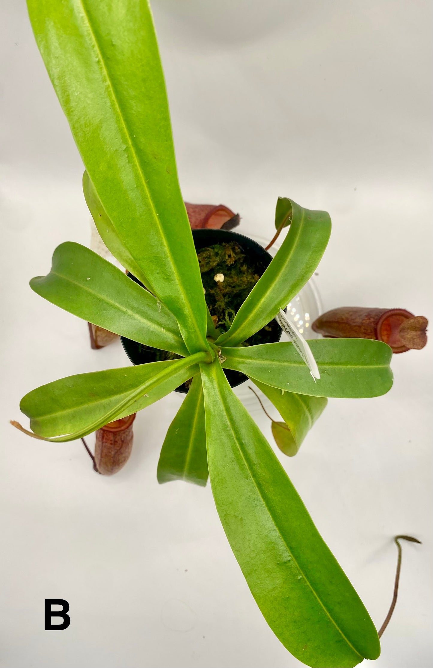 Nepenthes ventricosa x mira - S/M