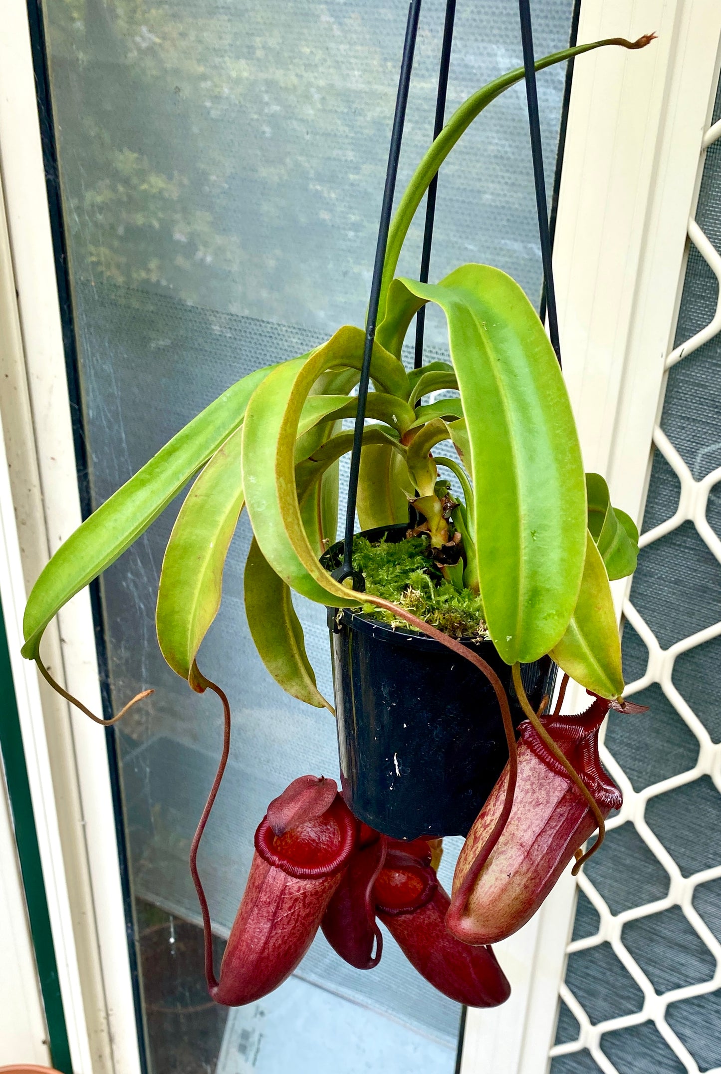 Nepenthes ventricosa x mira - S/M