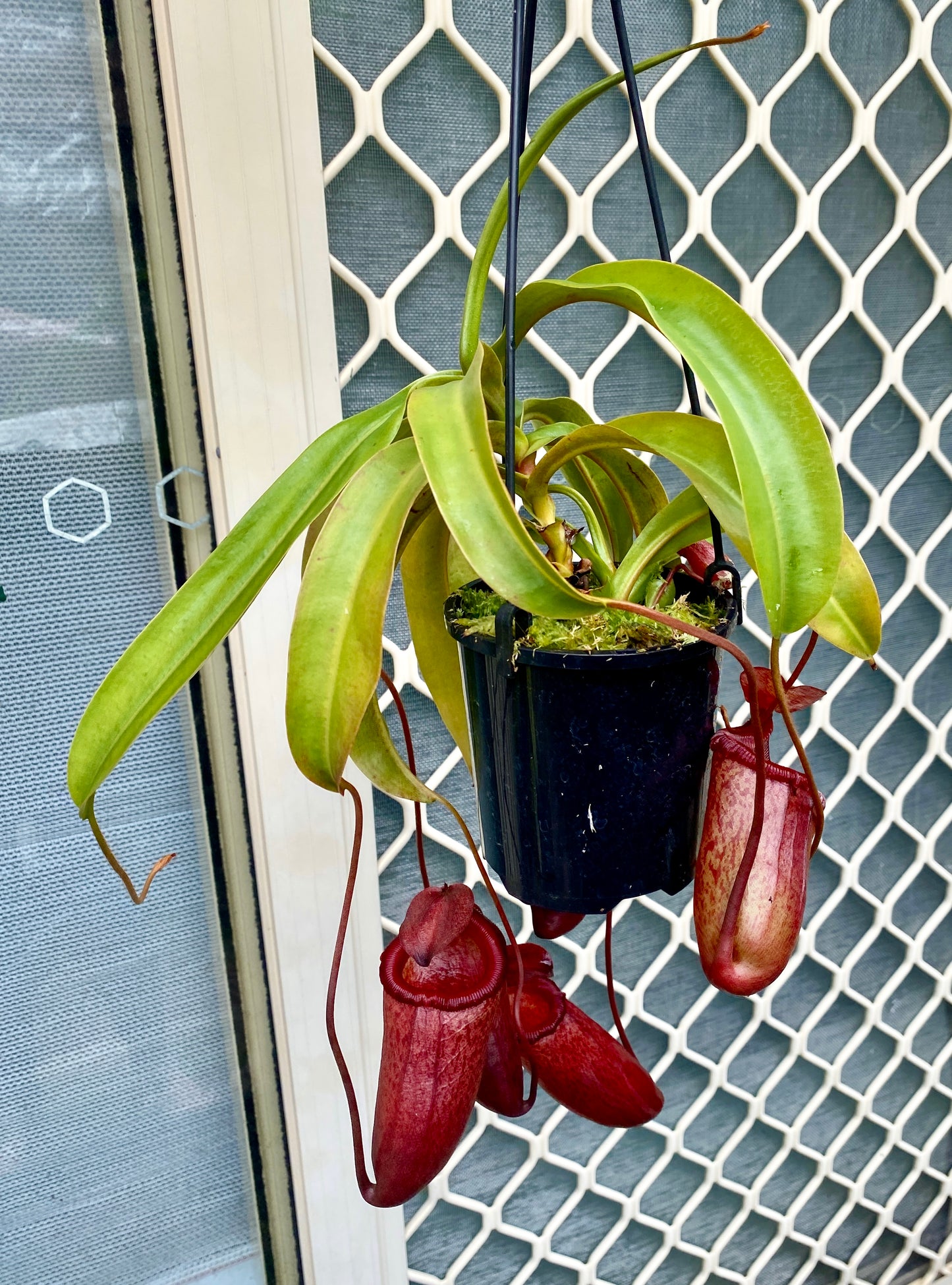 Nepenthes ventricosa x mira - S/M