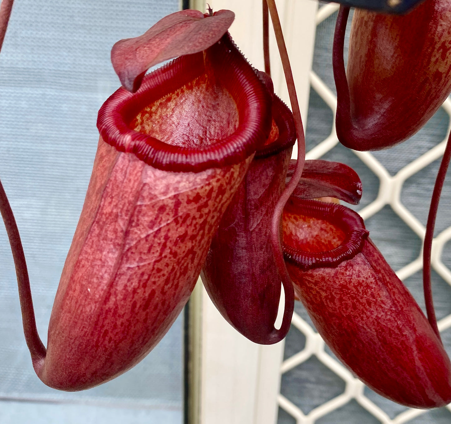 Nepenthes ventricosa x mira - S/M