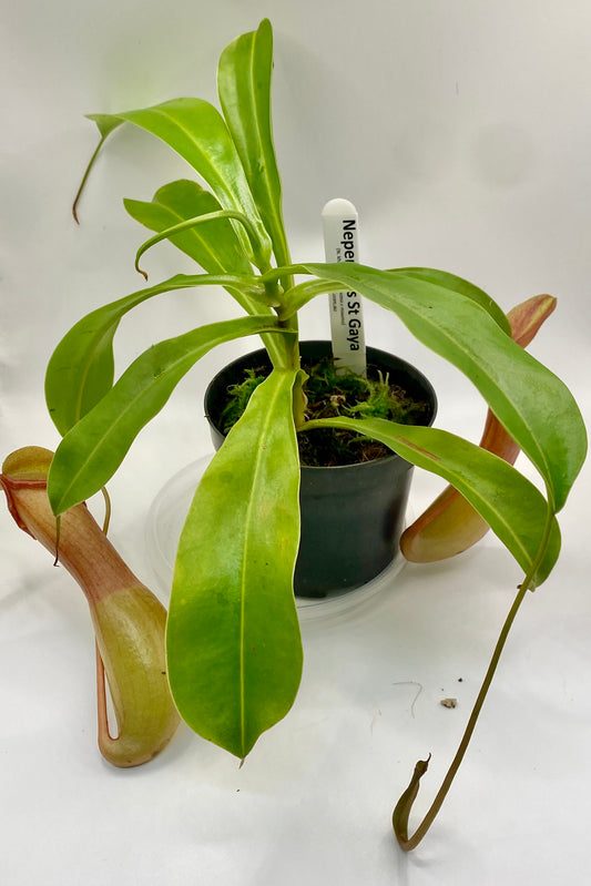 Nepenthes St Gaya (N. khasiana x (ventricosa x maxima) - M