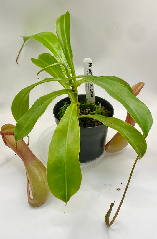 Nepenthes St Gaya (N. khasiana x (ventricosa x maxima) - M