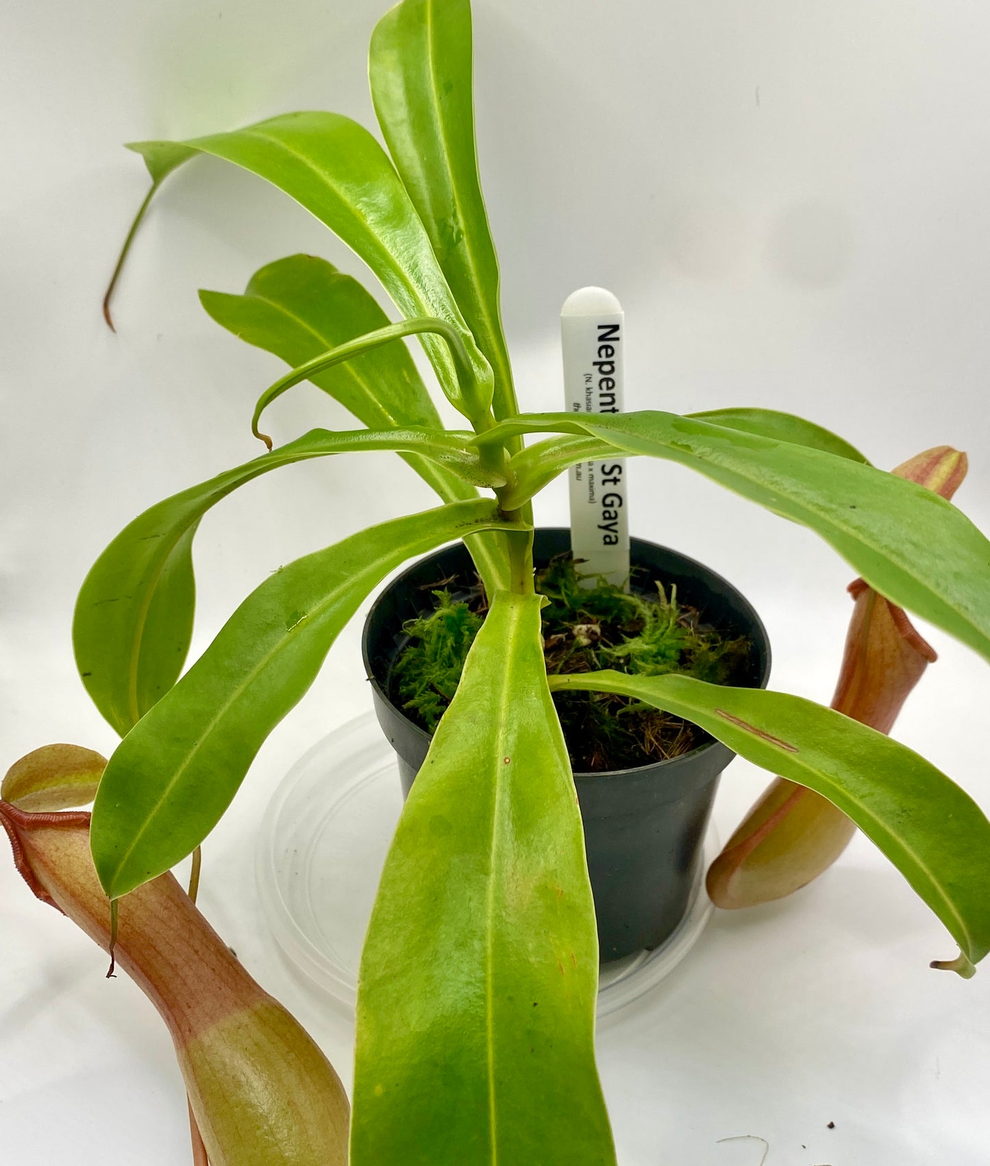 Nepenthes St Gaya (N. khasiana x (ventricosa x maxima) - M