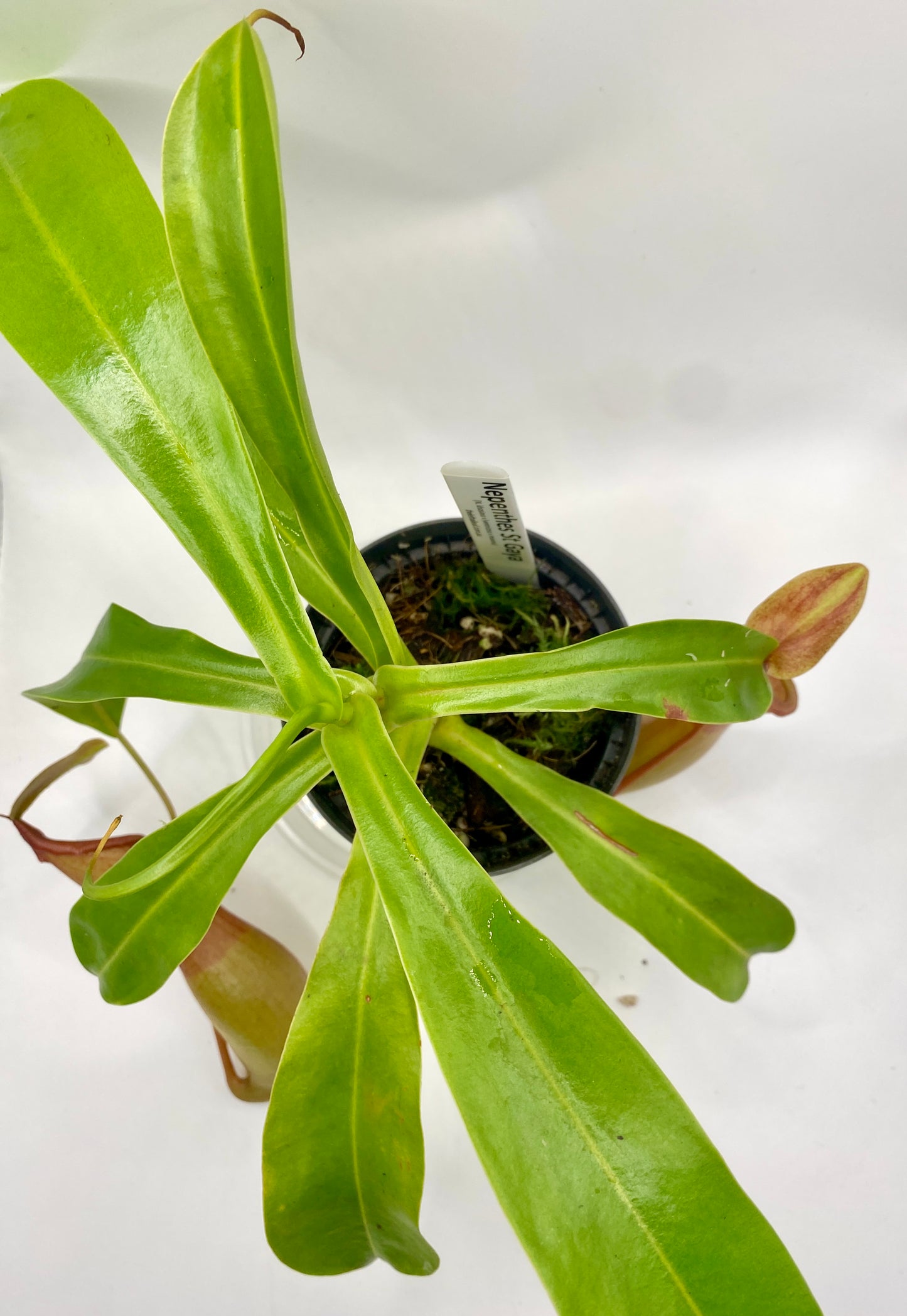 Nepenthes St Gaya (N. khasiana x (ventricosa x maxima) - M