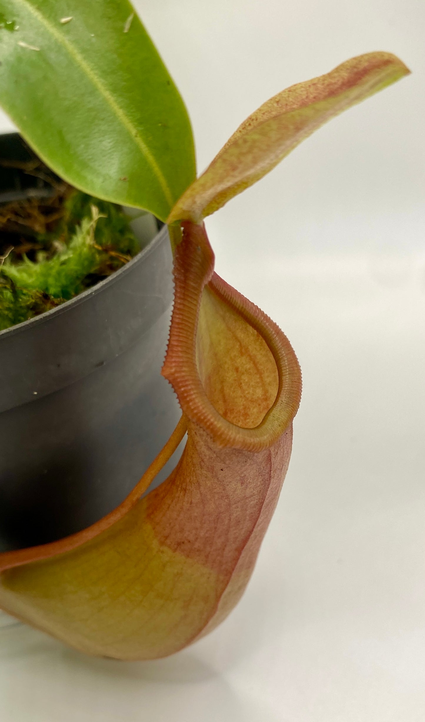 Nepenthes St Gaya (N. khasiana x (ventricosa x maxima) - M