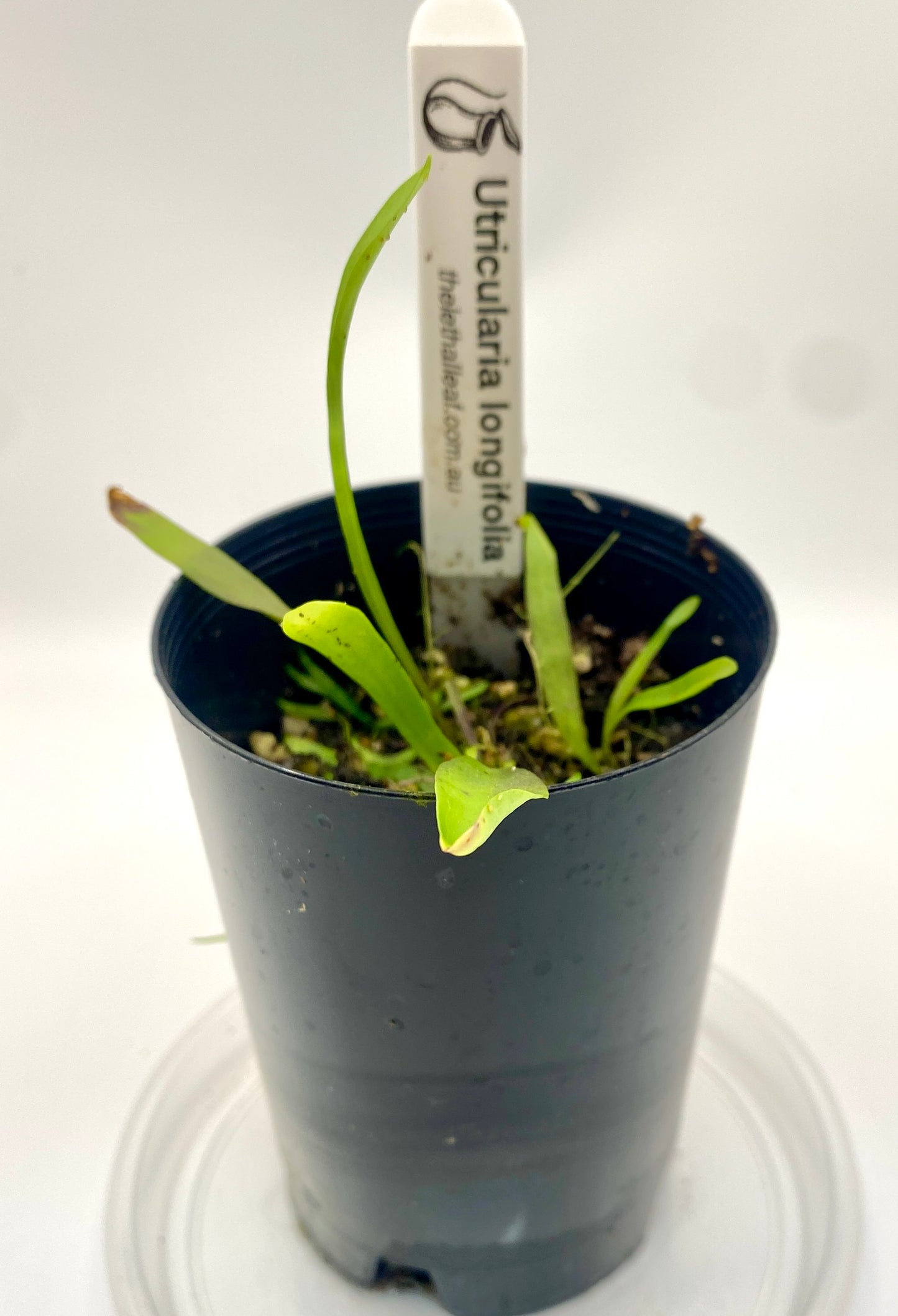 Utricularia longifolia