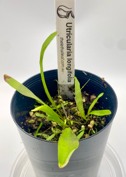 Utricularia longifolia